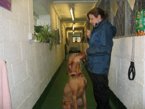 dog027.JPG